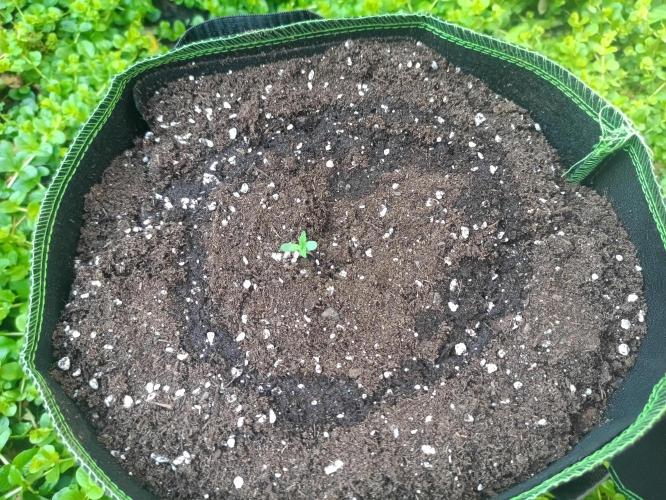 First Time - Amnesia Jelly Auto Outdoors. Week 1