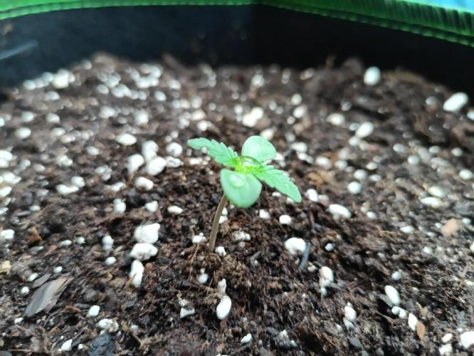 First Time - Amnesia Jelly Auto Outdoors. Week 1