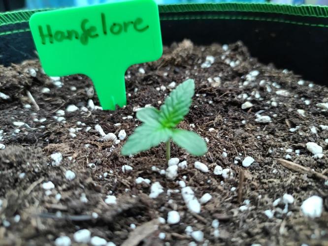 First Time - Amnesia Jelly Auto Outdoors. Week 1