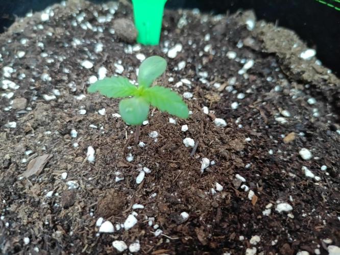 First Time - Amnesia Jelly Auto Outdoors. Week 1