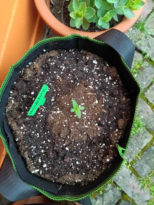 First Time - Amnesia Jelly Auto Outdoors. Week 1