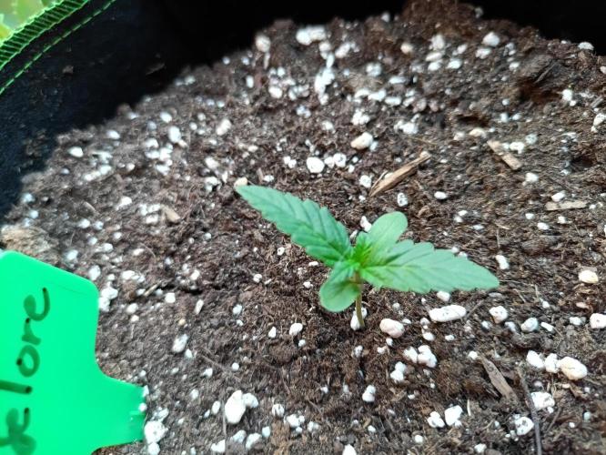 First Time - Amnesia Jelly Auto Outdoors. Week 2