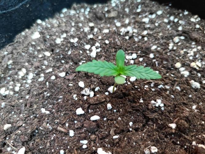 First Time - Amnesia Jelly Auto Outdoors. Week 2