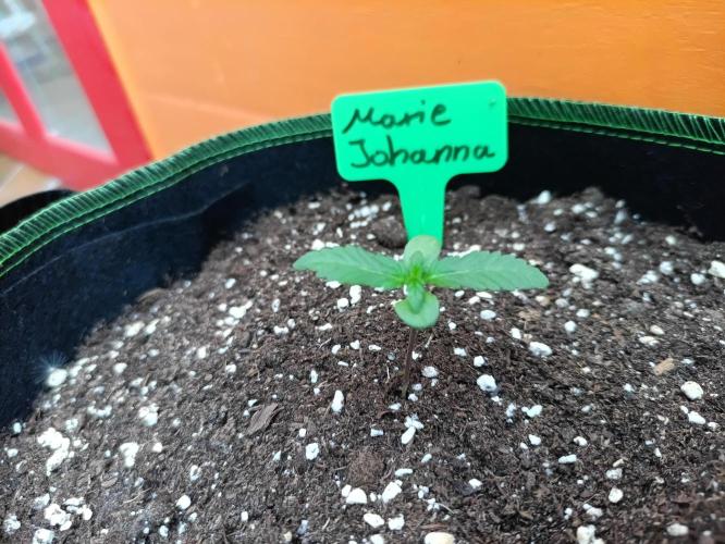 First Time - Amnesia Jelly Auto Outdoors. Week 2