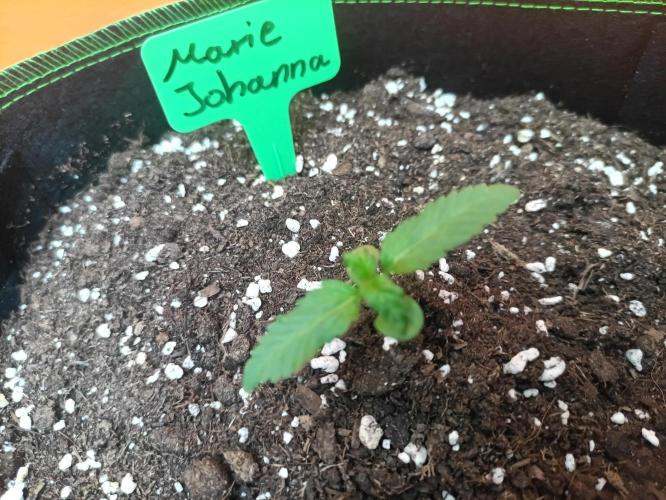 First Time - Amnesia Jelly Auto Outdoors. Week 2