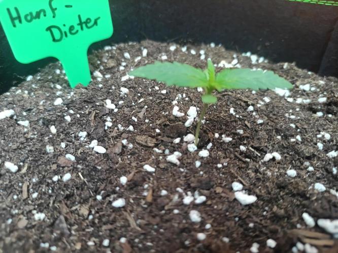 First Time - Amnesia Jelly Auto Outdoors. Week 2