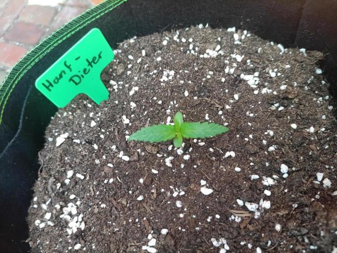 First Time - Amnesia Jelly Auto Outdoors. Week 2