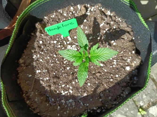 First Time - Amnesia Jelly Auto Outdoors. Week 4