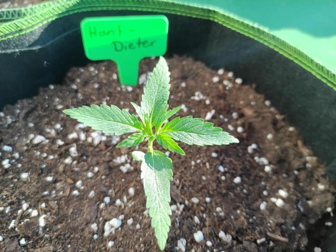 First Time - Amnesia Jelly Auto Outdoors. Week 4