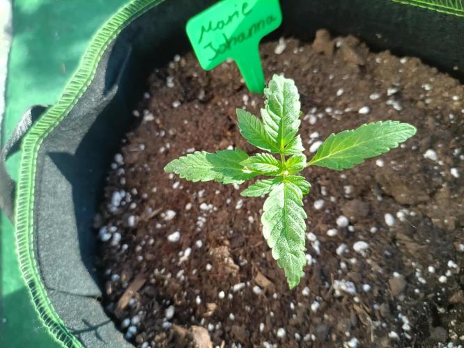 First Time - Amnesia Jelly Auto Outdoors. Week 4