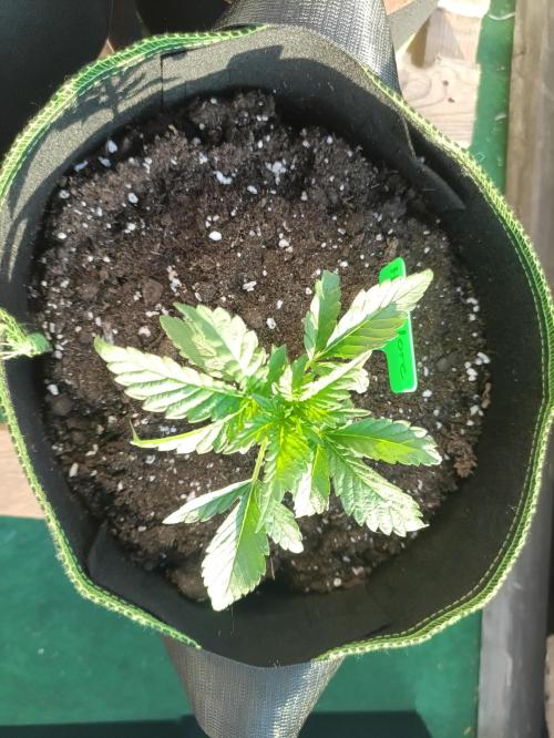 First Time - Amnesia Jelly Auto Outdoors. Week 4