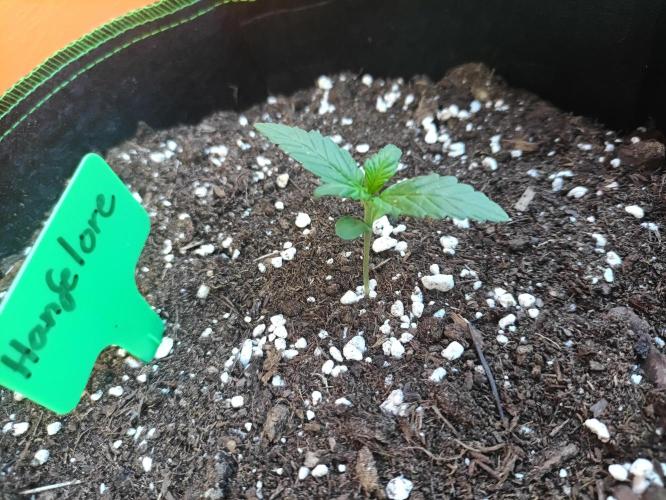 First Time - Amnesia Jelly Auto Outdoors. Week 3