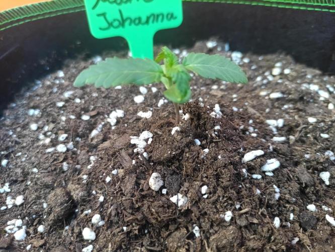 First Time - Amnesia Jelly Auto Outdoors. Week 3