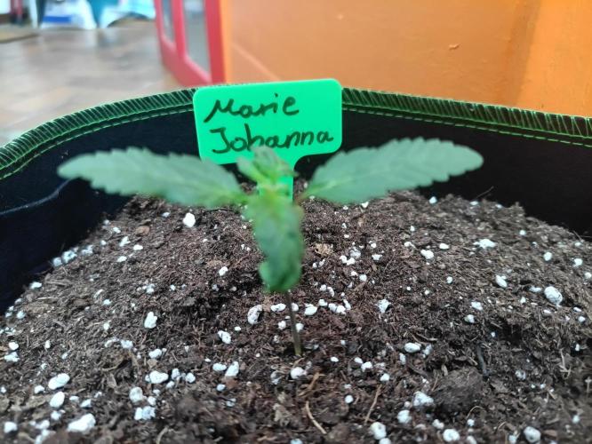 First Time - Amnesia Jelly Auto Outdoors. Week 3