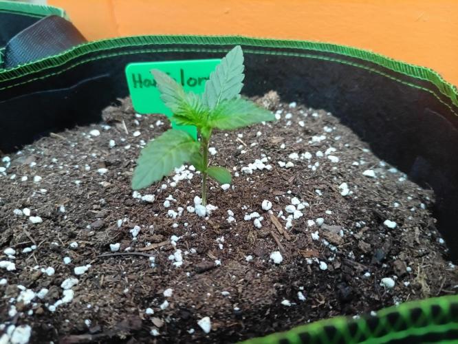 First Time - Amnesia Jelly Auto Outdoors. Week 3