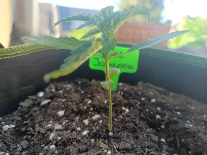 First Time - Amnesia Jelly Auto Outdoors. Week 4