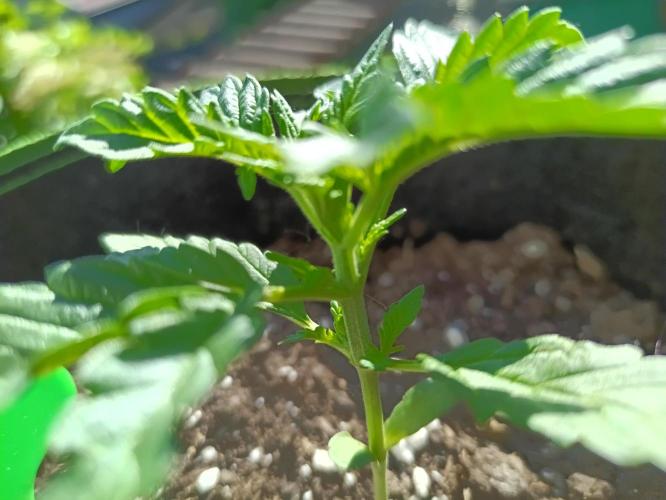 First Time - Amnesia Jelly Auto Outdoors. Week 4
