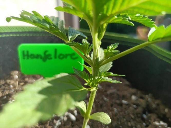 First Time - Amnesia Jelly Auto Outdoors. Week 4