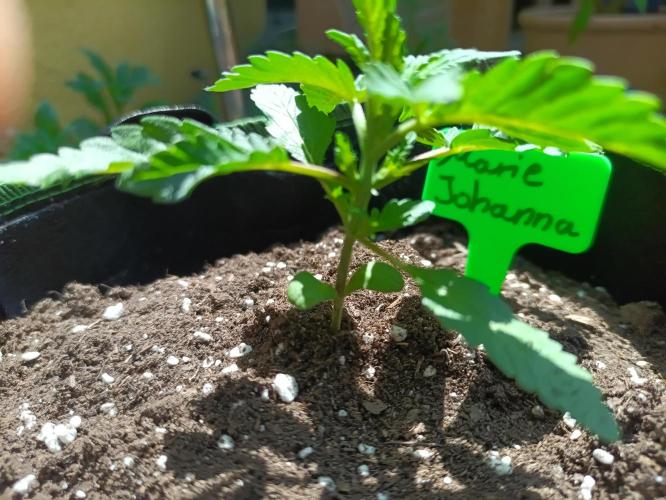 First Time - Amnesia Jelly Auto Outdoors. Week 4