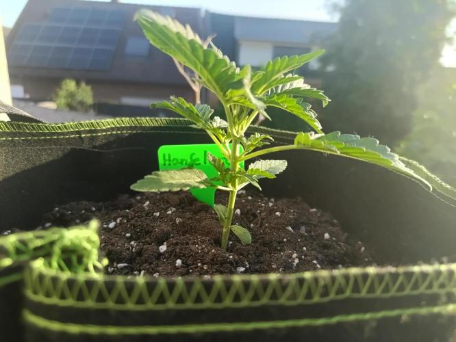 First Time - Amnesia Jelly Auto Outdoors. Week 5