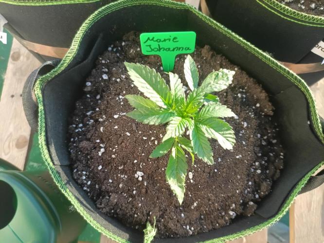 First Time - Amnesia Jelly Auto Outdoors. Week 5