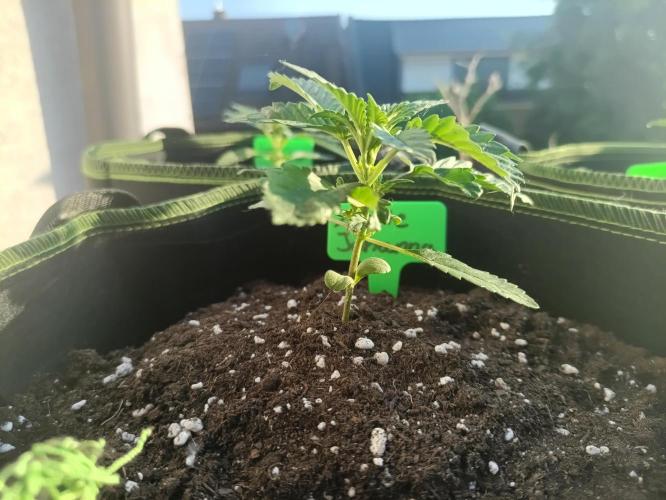 First Time - Amnesia Jelly Auto Outdoors. Week 5