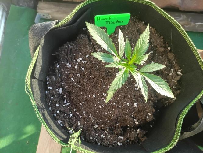 First Time - Amnesia Jelly Auto Outdoors. Week 5