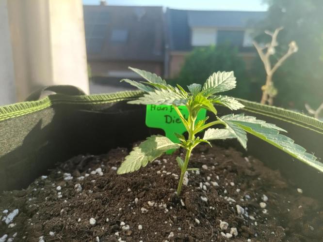 First Time - Amnesia Jelly Auto Outdoors. Week 5