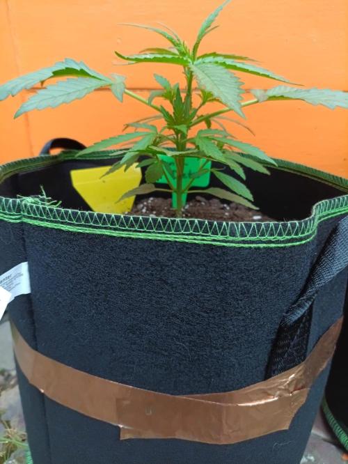 First Time - Amnesia Jelly Auto Outdoors. Week 5