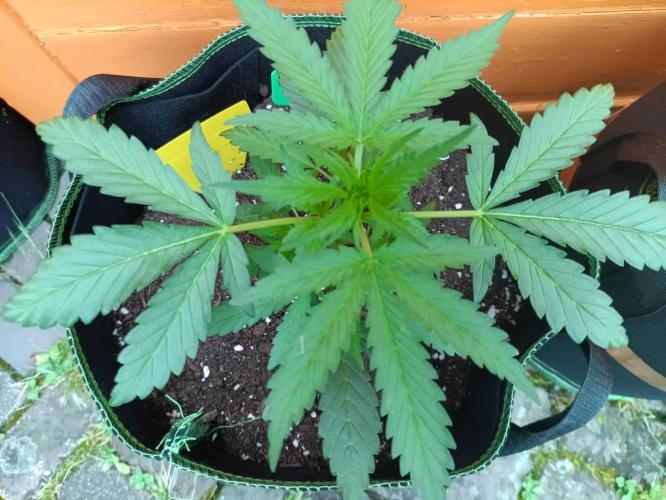 First Time - Amnesia Jelly Auto Outdoors. Week 5