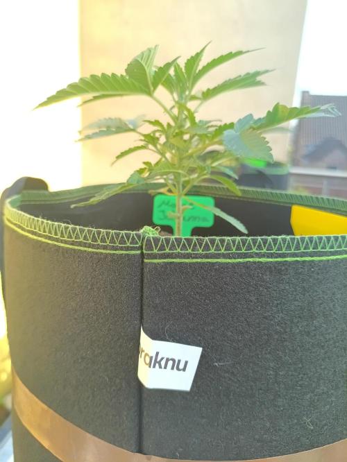 First Time - Amnesia Jelly Auto Outdoors. Week 5