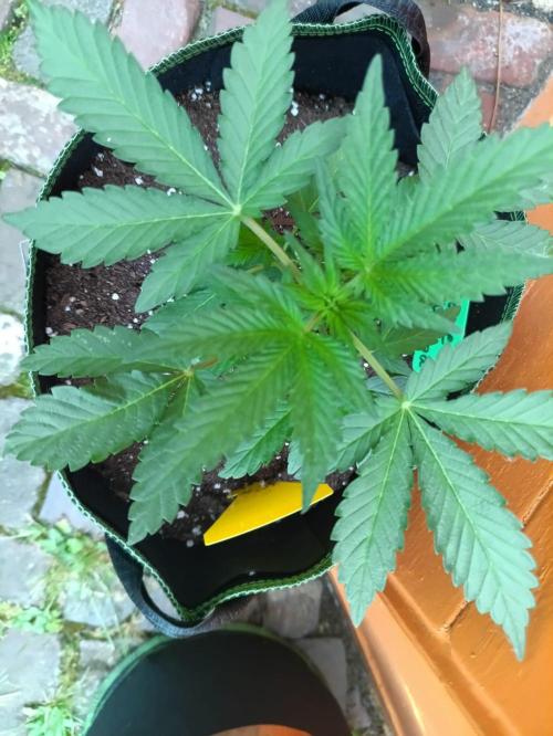 First Time - Amnesia Jelly Auto Outdoors. Week 5