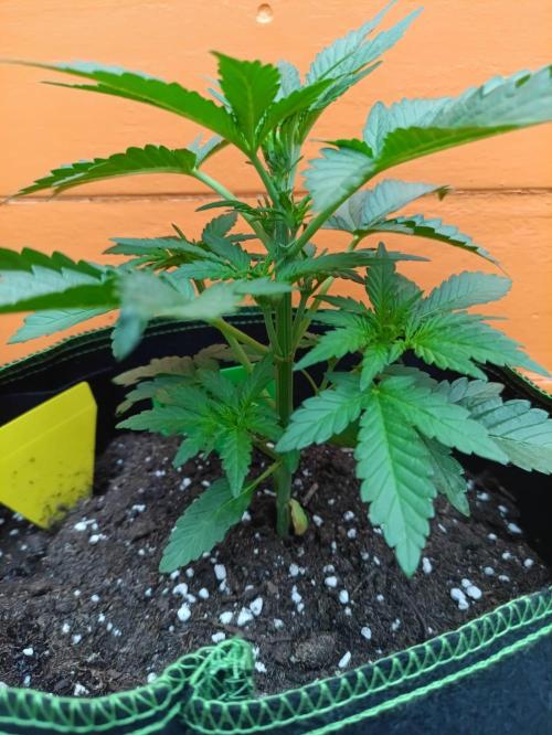 First Time - Amnesia Jelly Auto Outdoors. Week 5