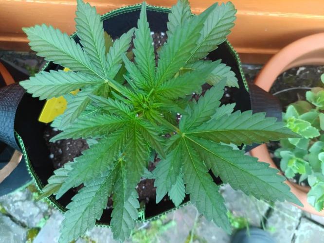 First Time - Amnesia Jelly Auto Outdoors. Week 5