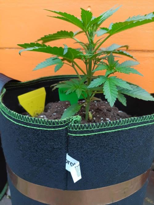 First Time - Amnesia Jelly Auto Outdoors. Week 5