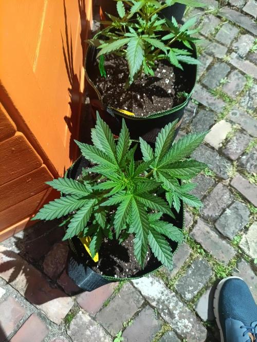 First Time - Amnesia Jelly Auto Outdoors. Week 6