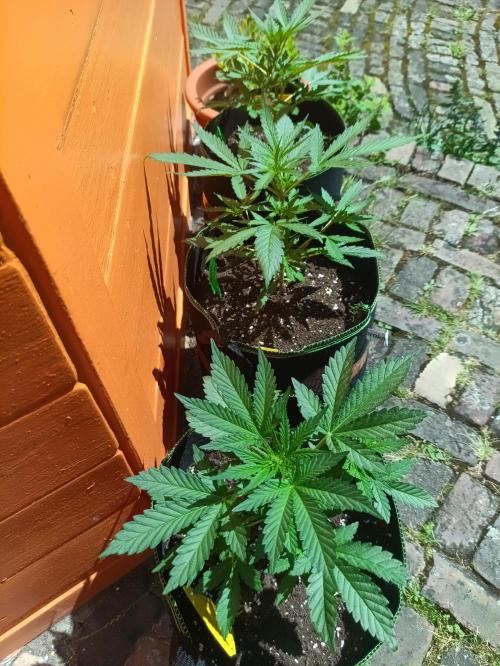 First Time - Amnesia Jelly Auto Outdoors. Week 6