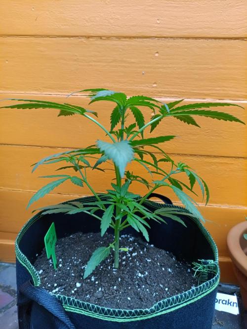 First Time - Amnesia Jelly Auto Outdoors. Week 6