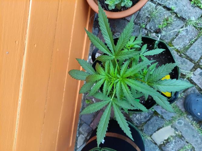 First Time - Amnesia Jelly Auto Outdoors. Week 6