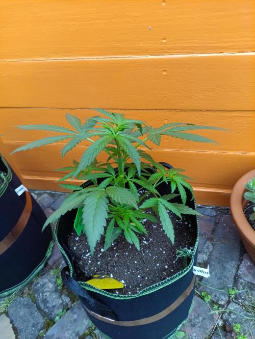 First Time - Amnesia Jelly Auto Outdoors. Week 6