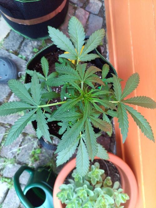 First Time - Amnesia Jelly Auto Outdoors. Week 6