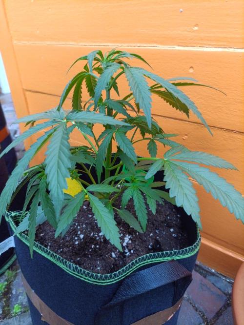 First Time - Amnesia Jelly Auto Outdoors. Week 6