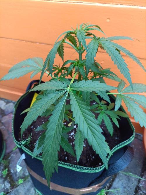 First Time - Amnesia Jelly Auto Outdoors. Week 6