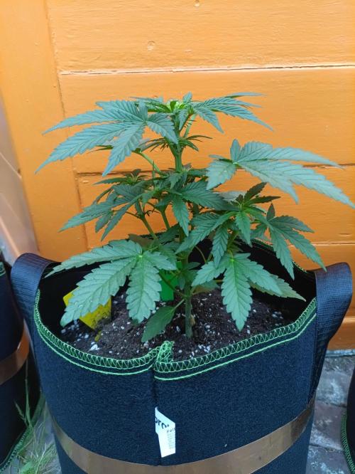First Time - Amnesia Jelly Auto Outdoors. Week 6