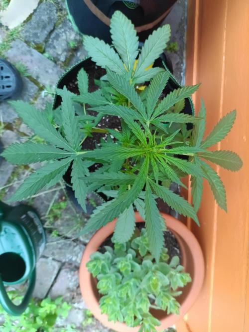 First Time - Amnesia Jelly Auto Outdoors. Week 6