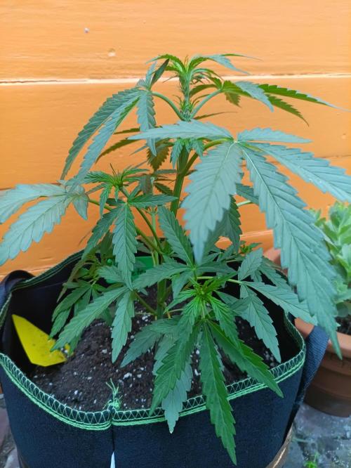 First Time - Amnesia Jelly Auto Outdoors. Week 6