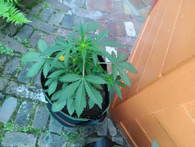 First Time - Amnesia Jelly Auto Outdoors. Week 6