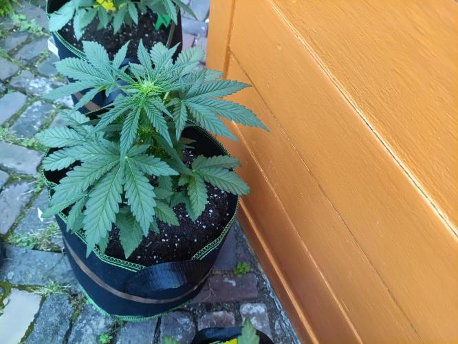 First Time - Amnesia Jelly Auto Outdoors. Week 6