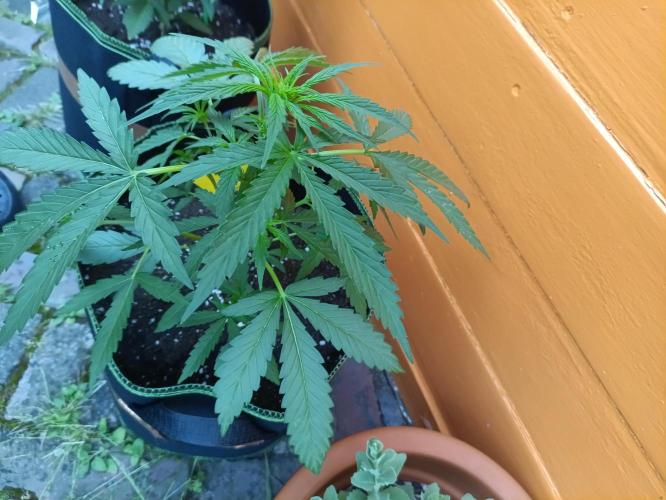 First Time - Amnesia Jelly Auto Outdoors. Week 6