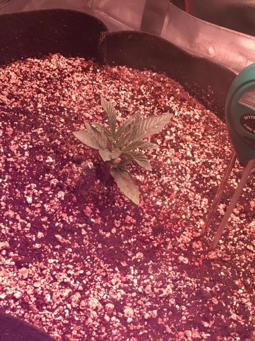 Blackberry Moonrocks - grow 10. Week 1 - 11/05